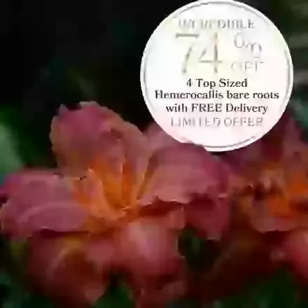 Hemerocallis Four Top-Sized Bare Roots